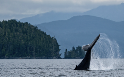 Haida Gwaii or North Vancouver Island? A Guide to What To Look For
