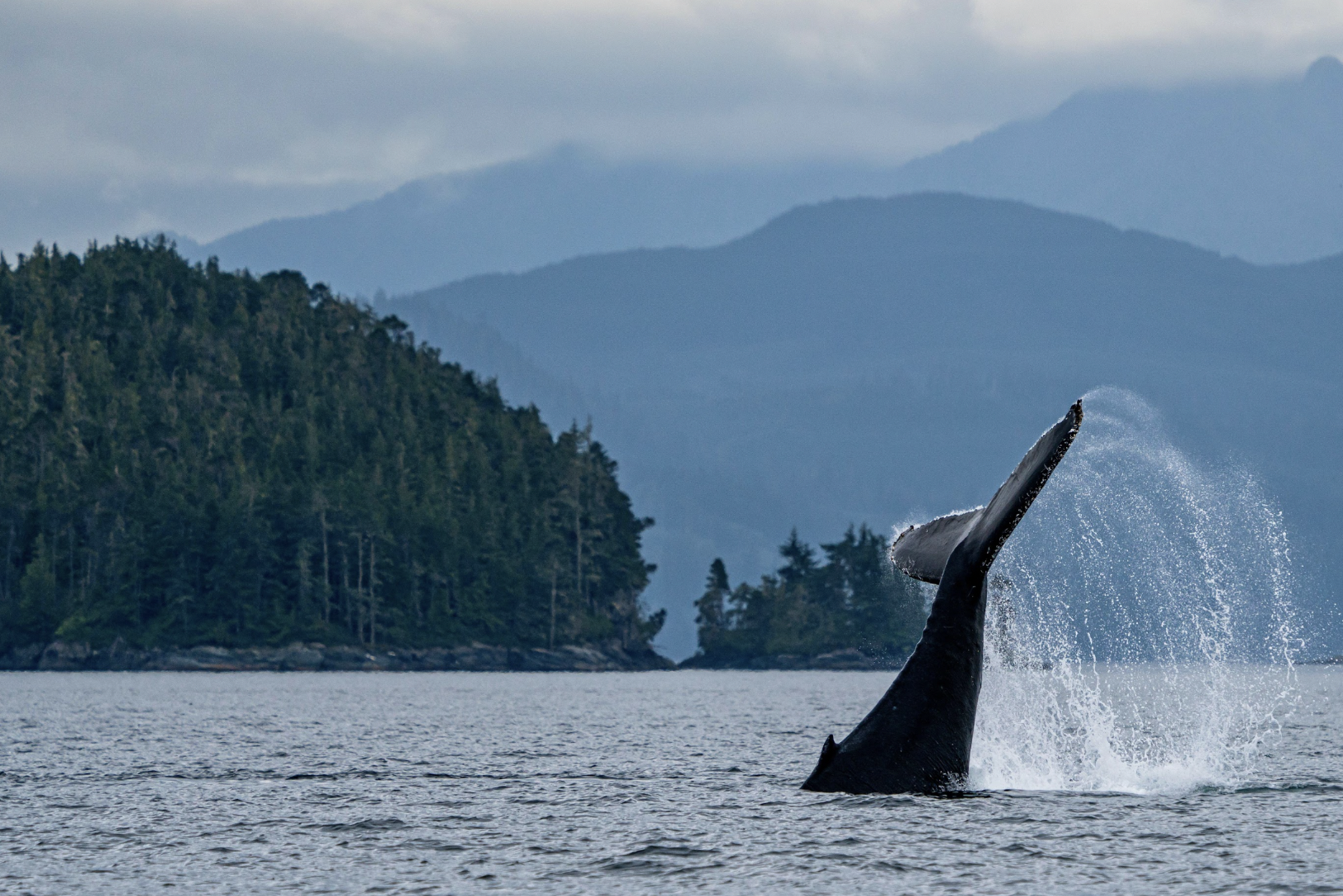 Haida Gwaii or North Vancouver Island? A Guide to What To Look For