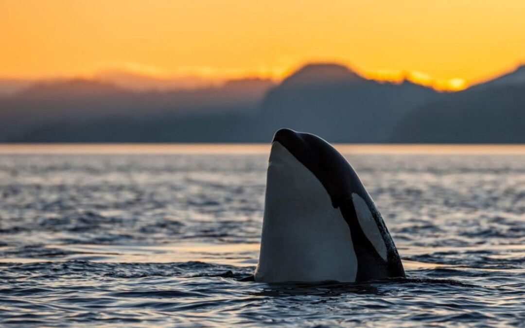 Kayak With Killer Whales in the World’s Top Orca Hotspot