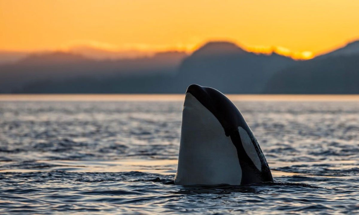 Kayak With Killer Whales in the World’s Top Orca Hotspot