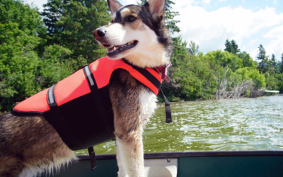 Should You Bring Your Dog Canoeing This Summer?