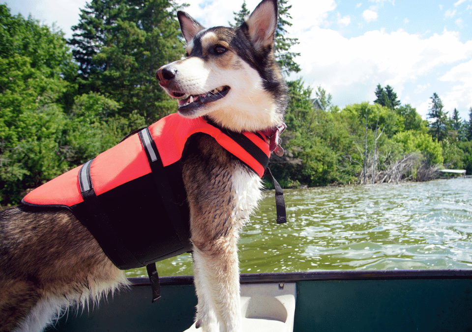 Should You Bring Your Dog Canoeing This Summer?