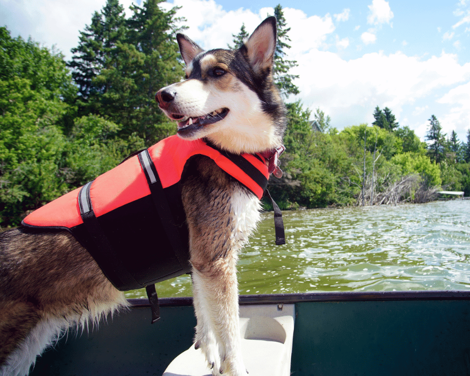 Should You Bring Your Dog Canoeing This Summer?