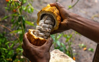 Dominica’s Cuisine — Unmissable Experiences, From Foraging to Fine Dining