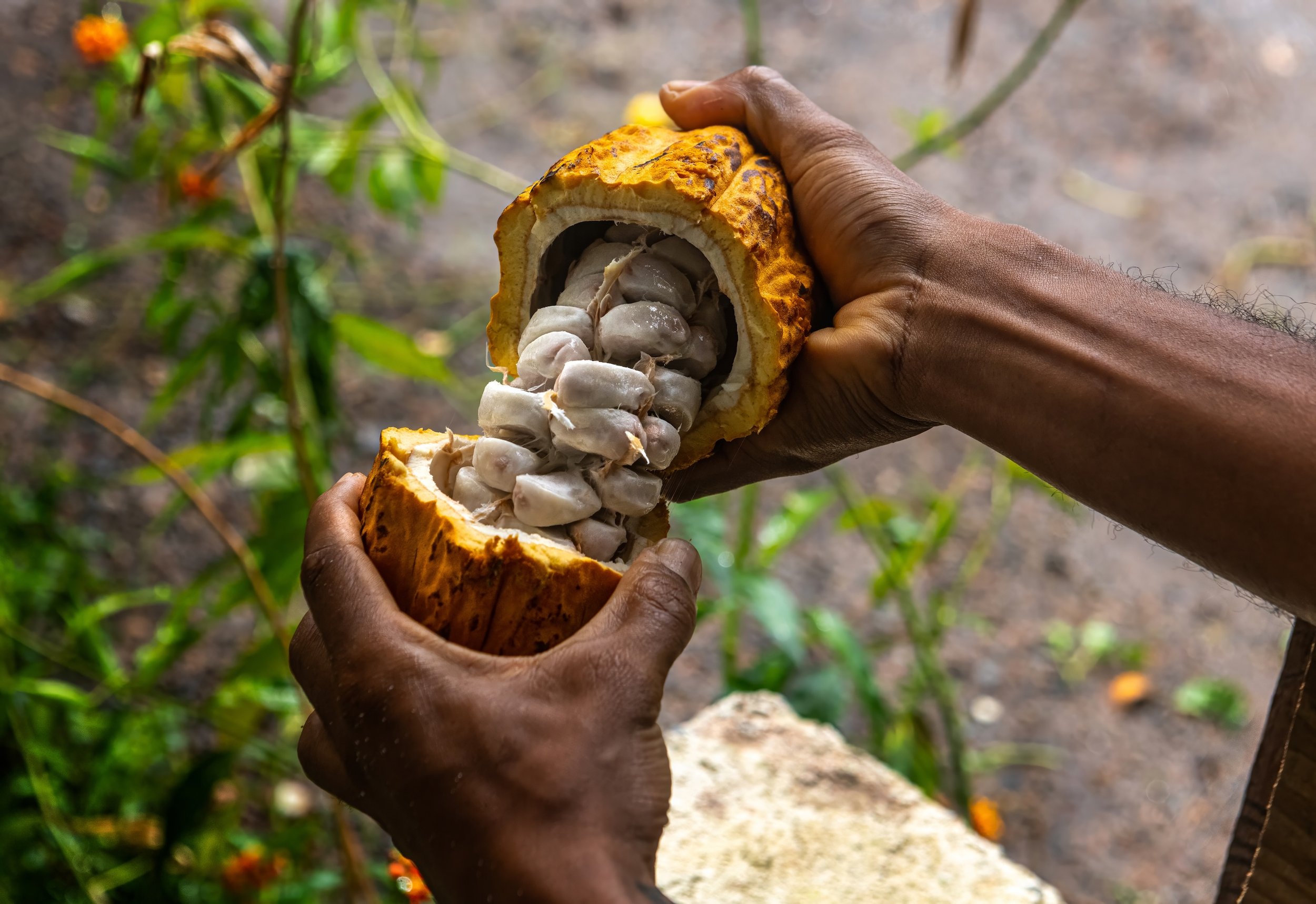 Dominica’s Cuisine — Unmissable Experiences, From Foraging to Fine Dining