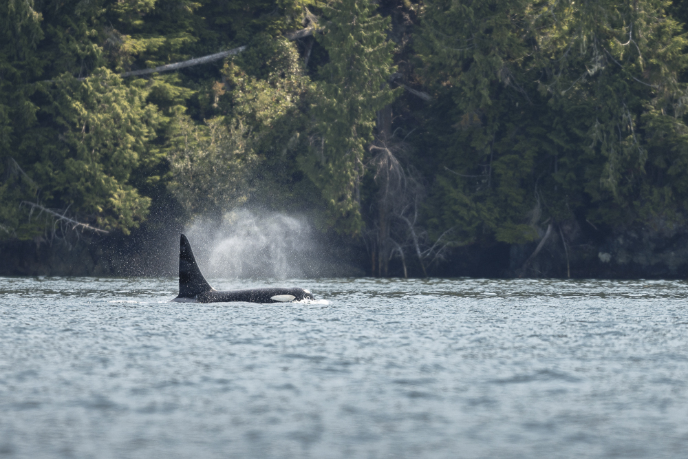 A photo of an orca whale swimming in the waters off Northern Vancouver Island, capturing the majesty of marine life and the stunning natural beauty of the region, featured in Karibu Adventures' whale watching and ocean exploration tours.