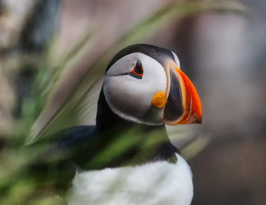 puffin seabird in newfoundland canada