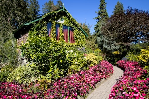 butchart gardens victoria vancouver island flower path