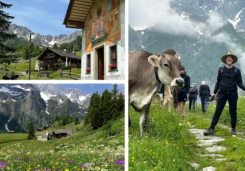 Collage of Italy's Alta Valsesia including cow and hiker in field