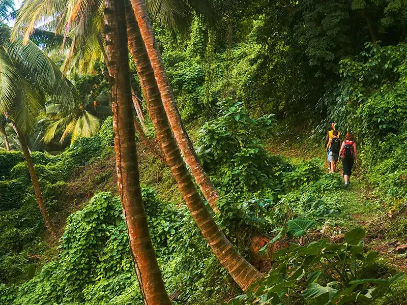 Hiking rainforest