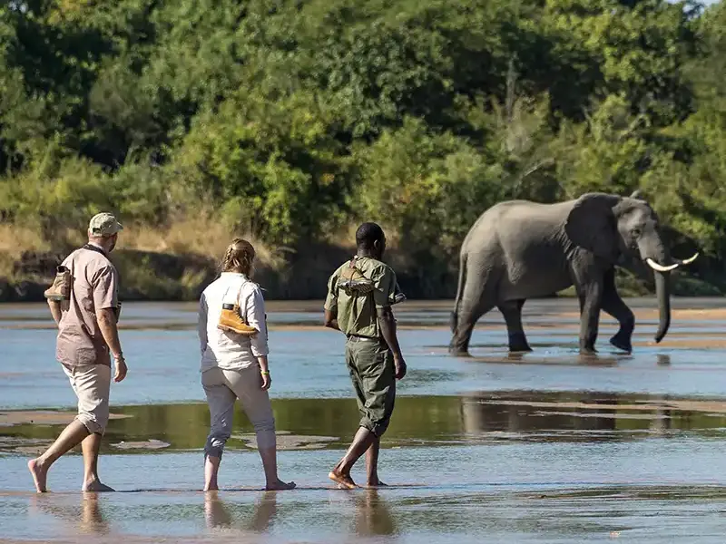 zambia walking safari elephant<br />
