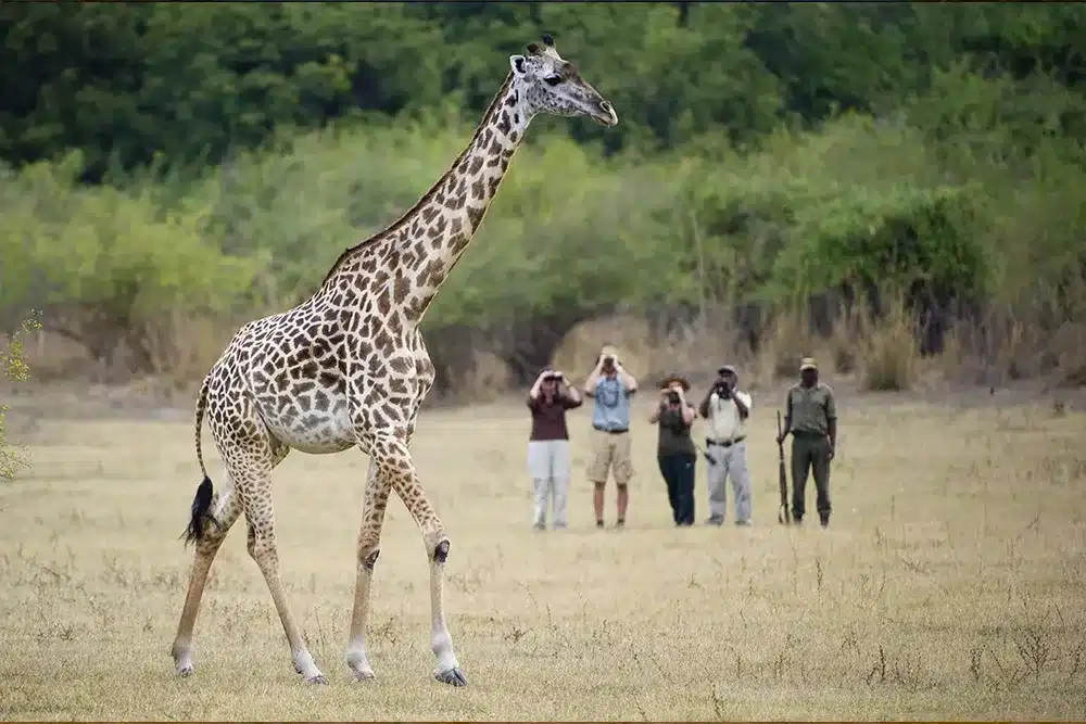 karibu Giraffe safari