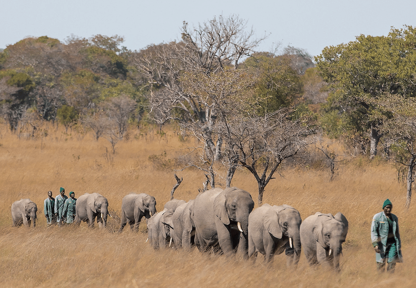 orphan elephants in lusaka zambia