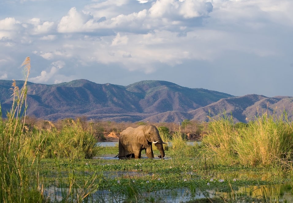 elephant in zambezi river zambia
