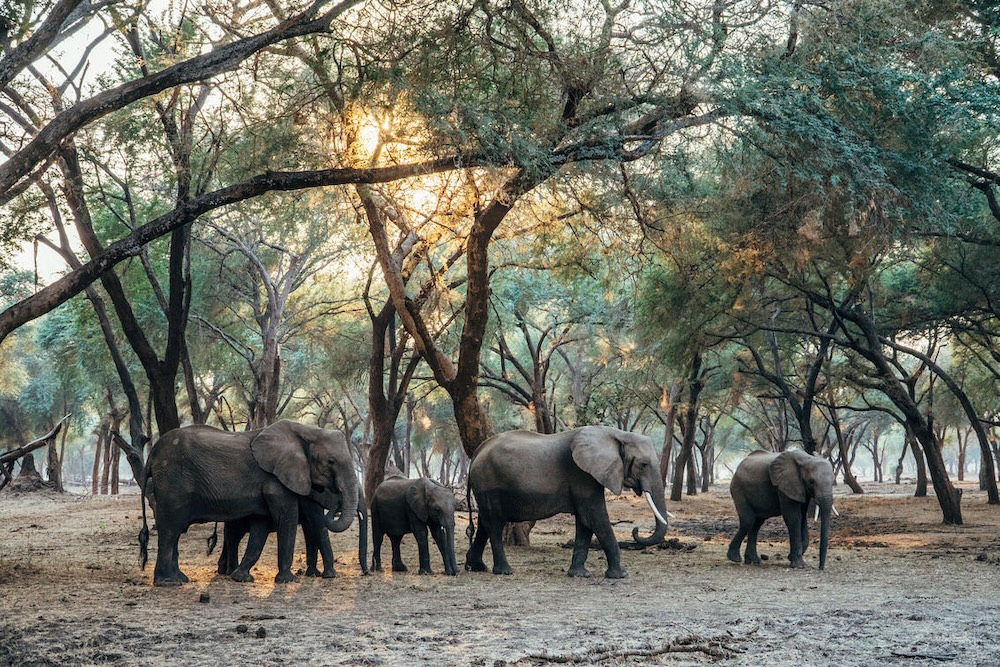 lower zambezi elephants in winterthorn forest