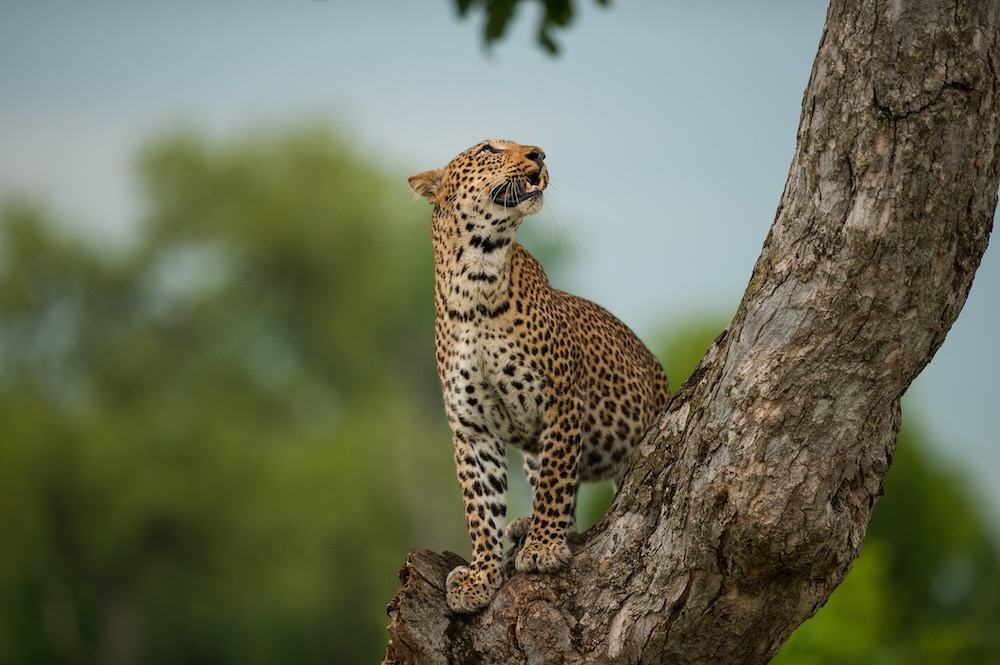 leopard in tree zambia