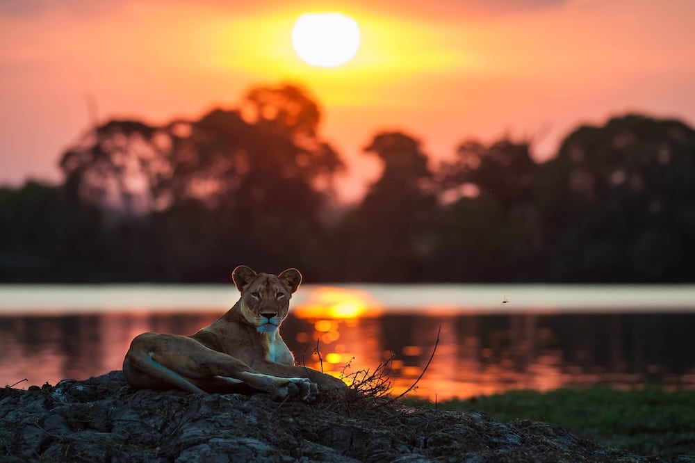 lion at sunset zambia
