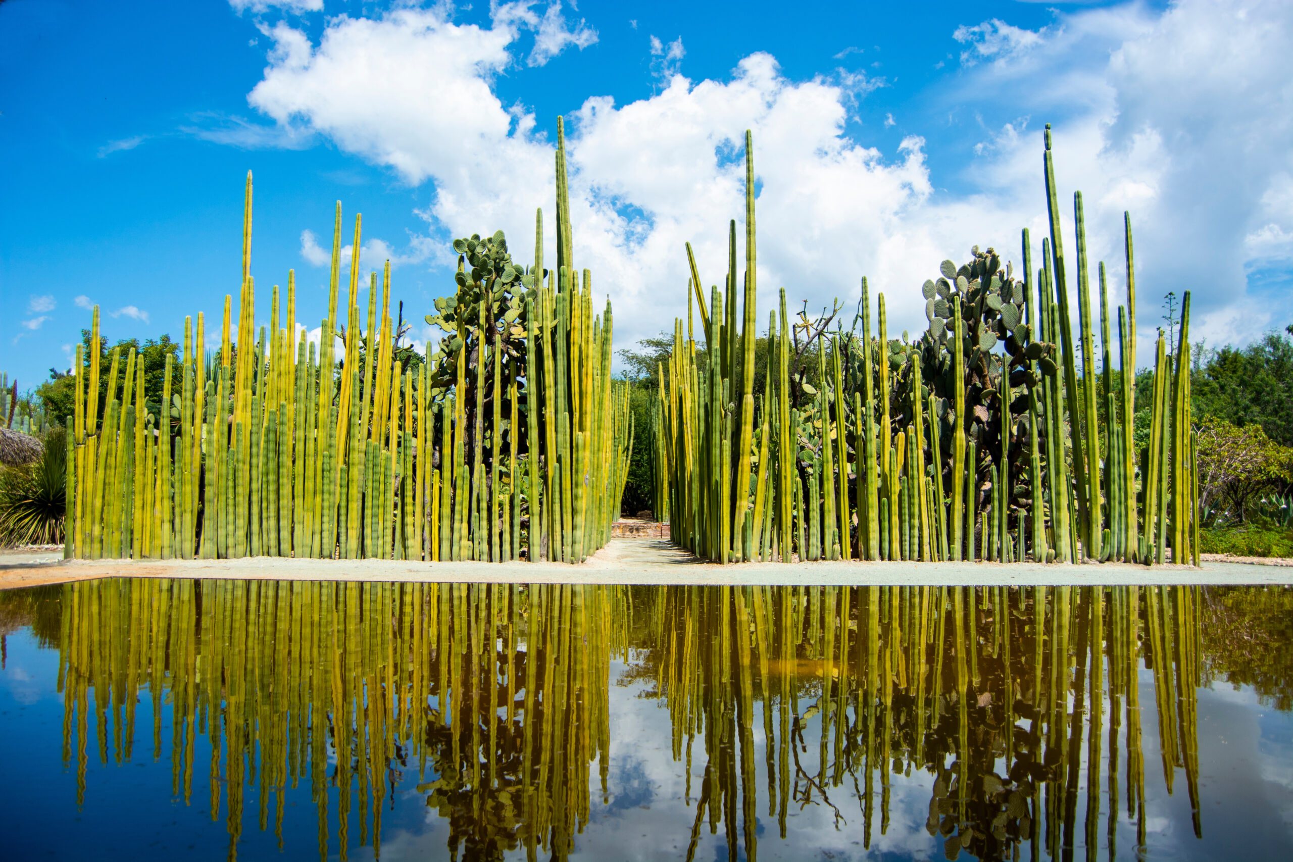 Jardín Etnobotánico de Oaxaca